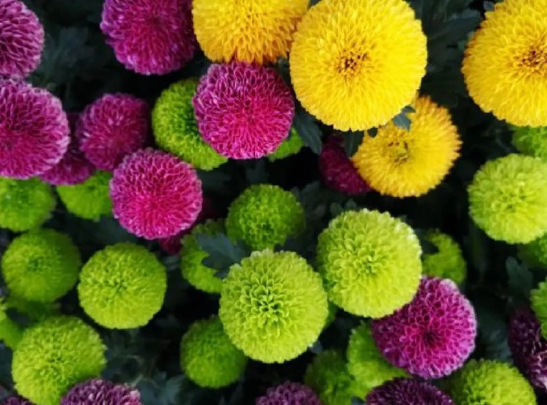 乒乓菊的花后修剪方法