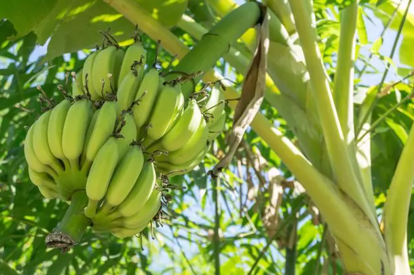 香蕉树在哪里生长