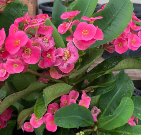 刺梅浇水时间和正确方法