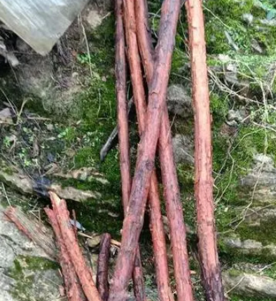 山木香什么时候挖最好