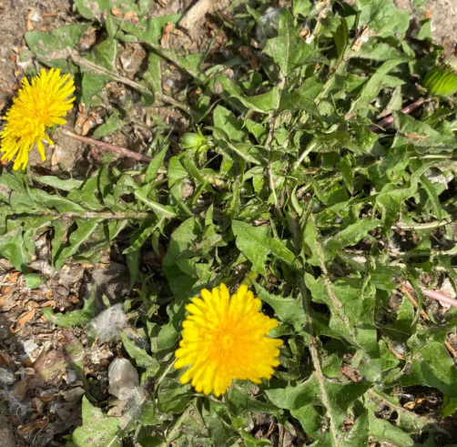 婆婆丁什么时候挖最好