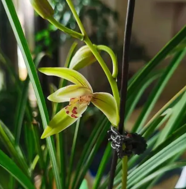 墨兰开花温度多少度