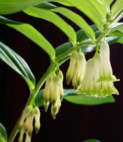 玉竹什么时候挖最好