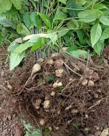 三叶青什么时候挖最好