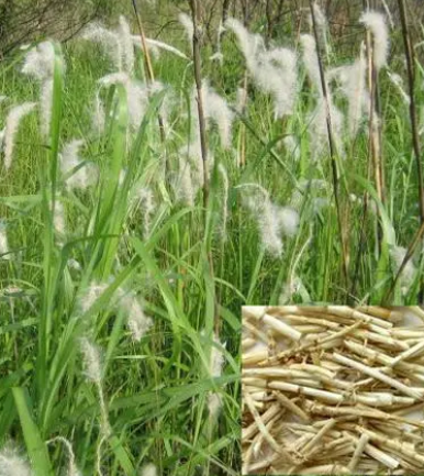 白茅根什么时候挖最好