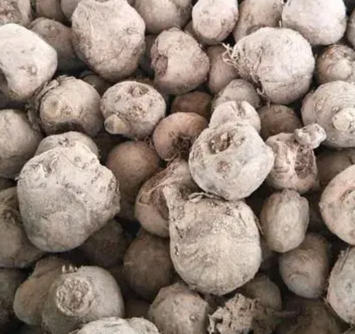 魔芋什么时候挖最好