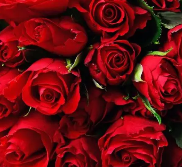 玫瑰花浇水时间和正确方法