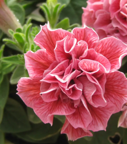 矮牵牛开花温度多少度