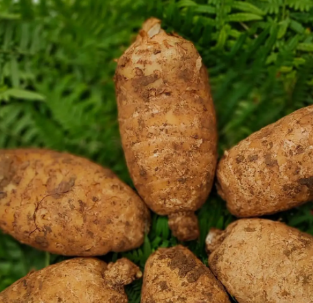 天麻什么时候挖最好