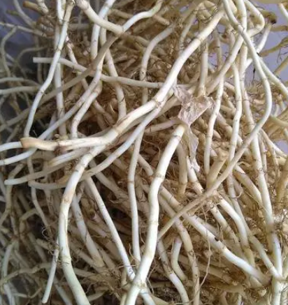 折耳根什么时候挖最好