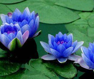 睡莲开花温度多少度