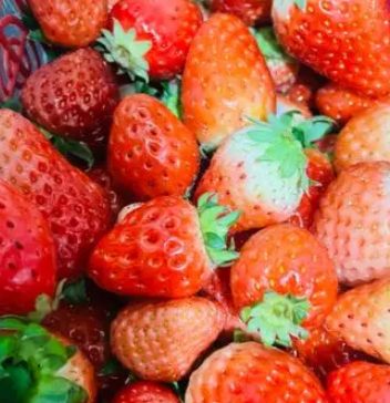 草莓是经济作物吗