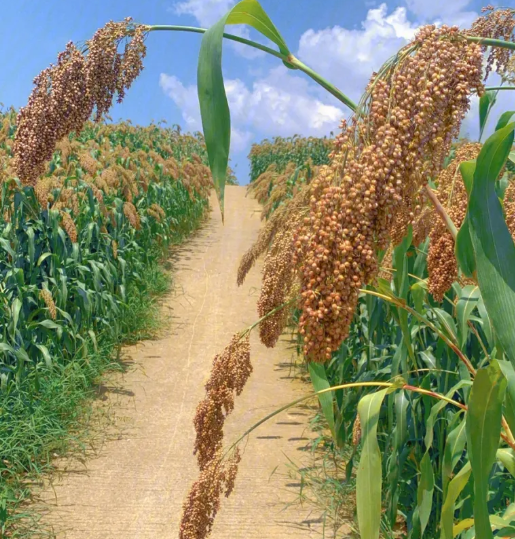 高粱是经济作物吗