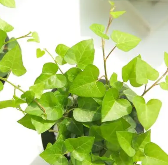 常春藤浇水时间和正确方法