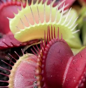 捕蝇草浇水时间和正确方法