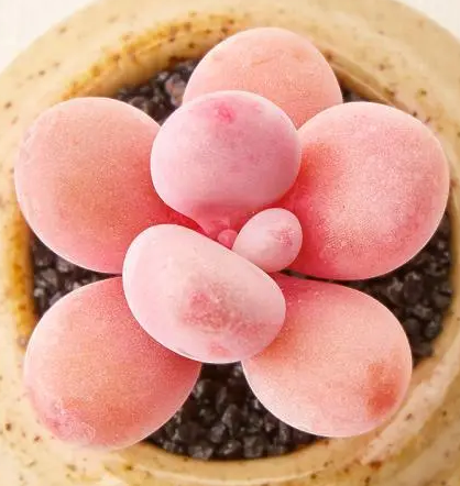 桃蛋浇水时间和正确方法