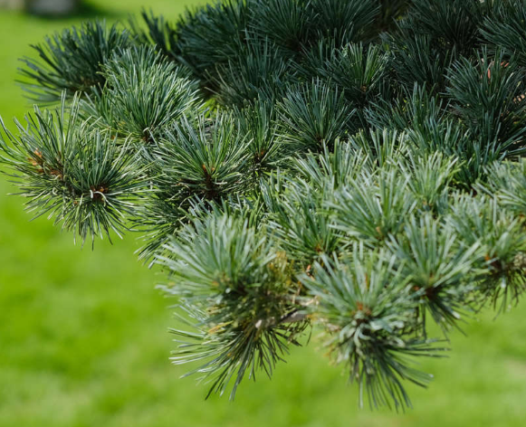 松树浇水时间和正确方法