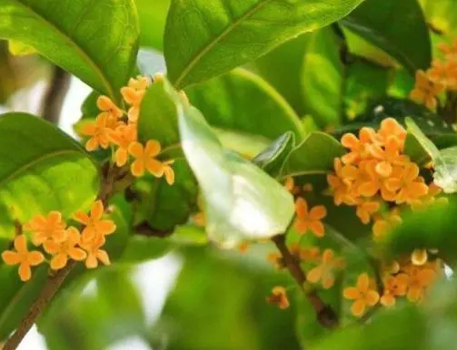 桂花浇水时间和正确方法