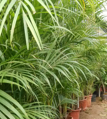 凤尾竹浇水时间和正确方法