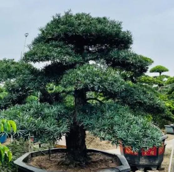 罗汉松浇水时间和正确方法