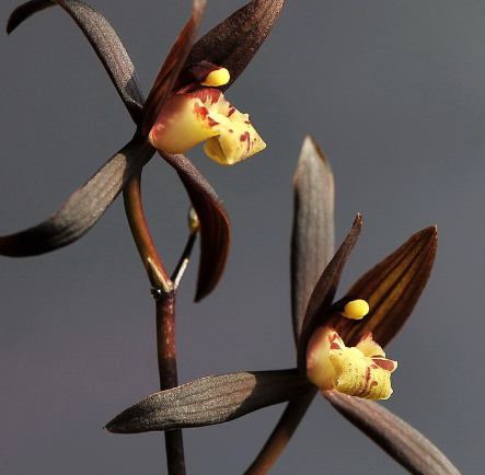 墨兰浇水时间和正确方法