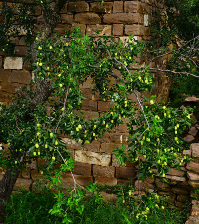 枣树浇水时间和正确方法是什么