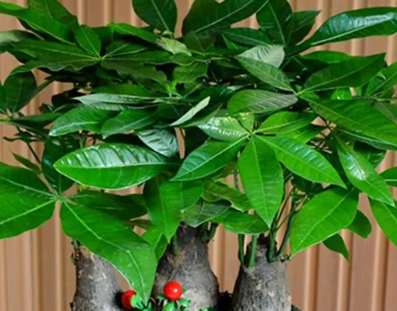 摇钱树浇水时间和正确方法