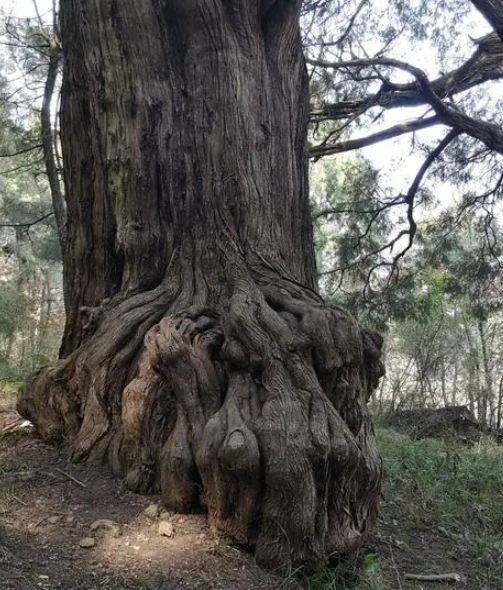 柏树浇水时间和正确方法