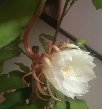 昙花浇水时间和正确方法