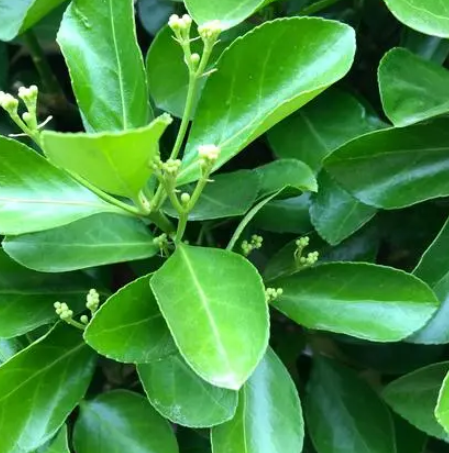 冬青浇水时间和正确方法