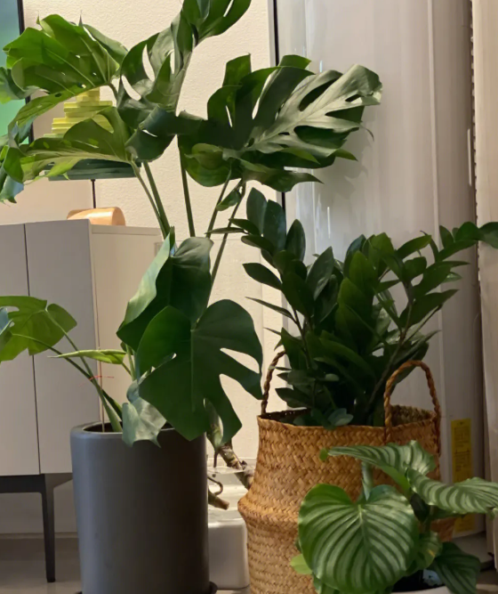 龟背竹浇水时间和正确方法