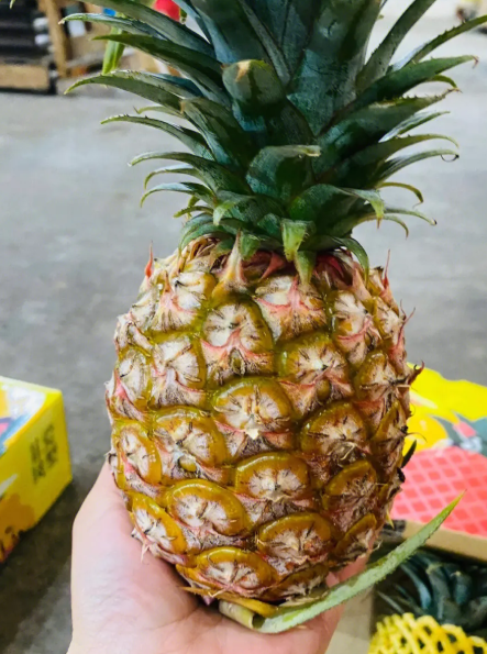 凤梨浇水时间和正确方法