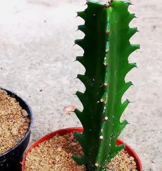 龙骨浇水时间和正确方法