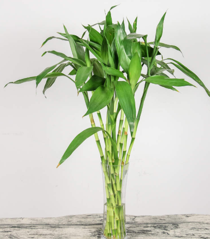 富贵竹浇水时间和正确方法