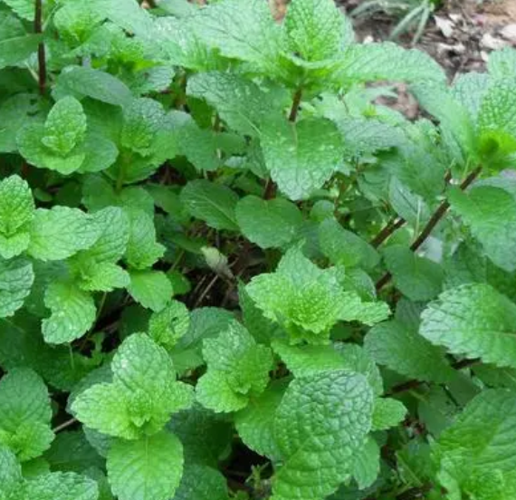 薄荷浇水时间和正确方法