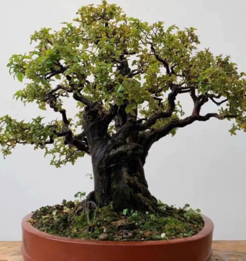 雀梅浇水时间和正确方法