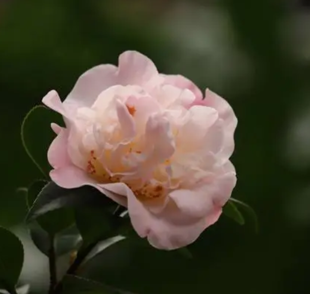 茶花浇水时间和正确方法