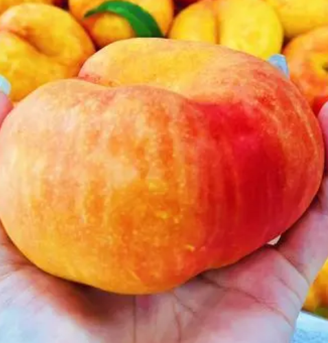 蟠桃开花温度多少度