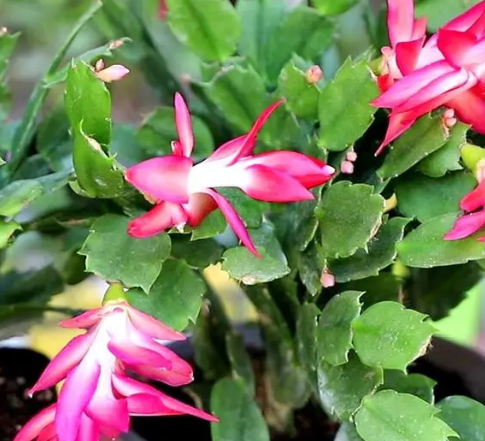 蟹爪兰开花温度多少度