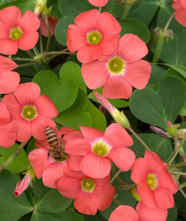酢浆草开花温度多少度