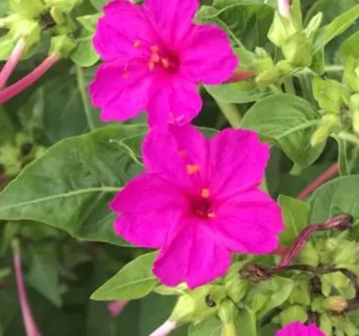 胭脂花开花温度多少度