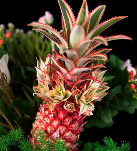 凤梨花浇水时间和正确方法