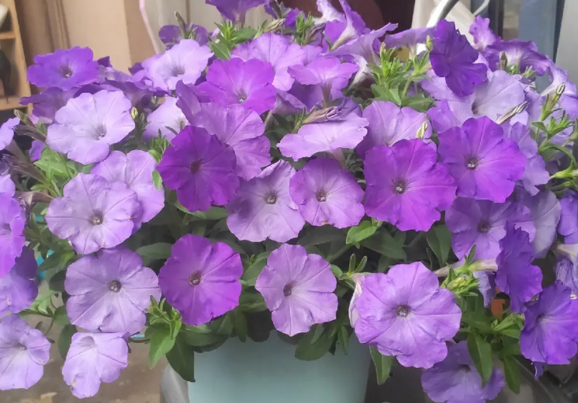 矮牵牛花的养殖方法和注意事项扦插