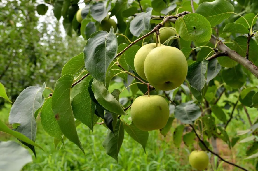 梨树在什么时候结果