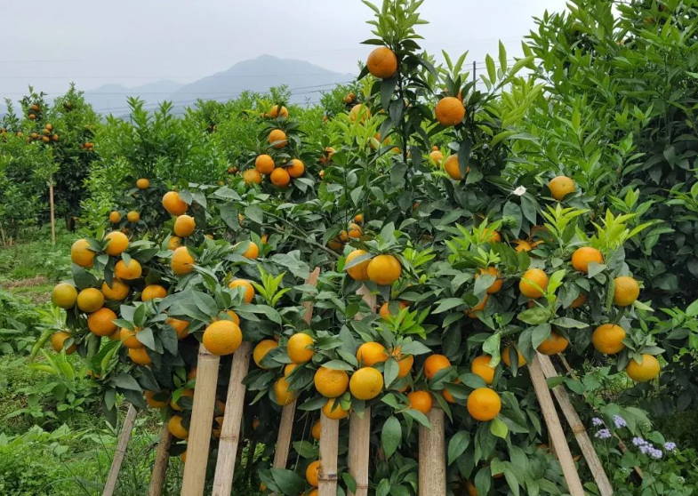 克服果树大小年的措施