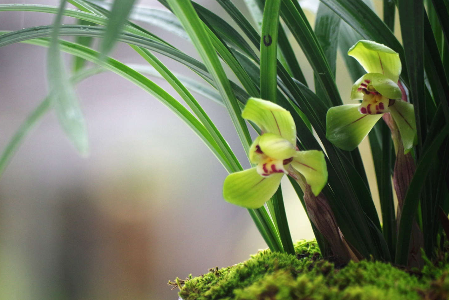 兰花喜光还是避光