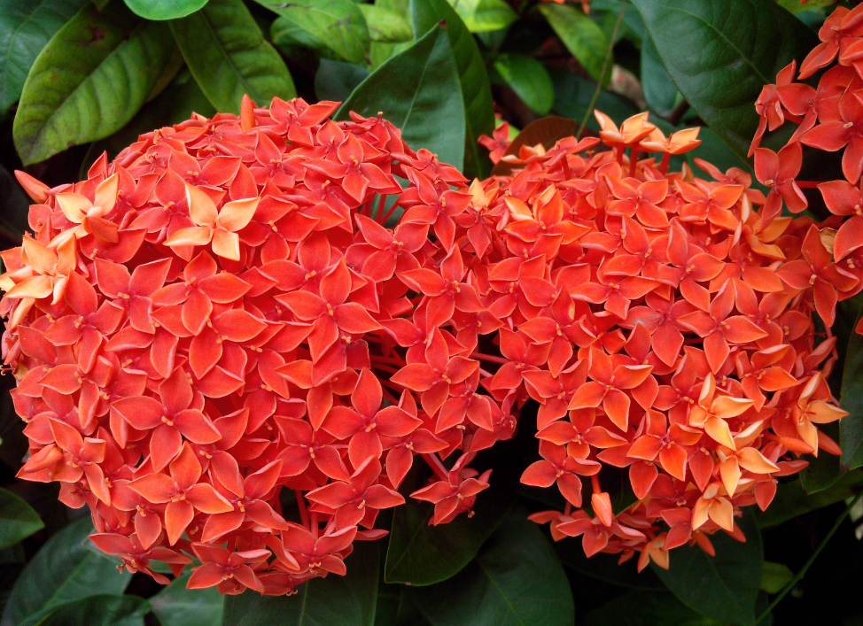 龙船花需要天天浇水吗