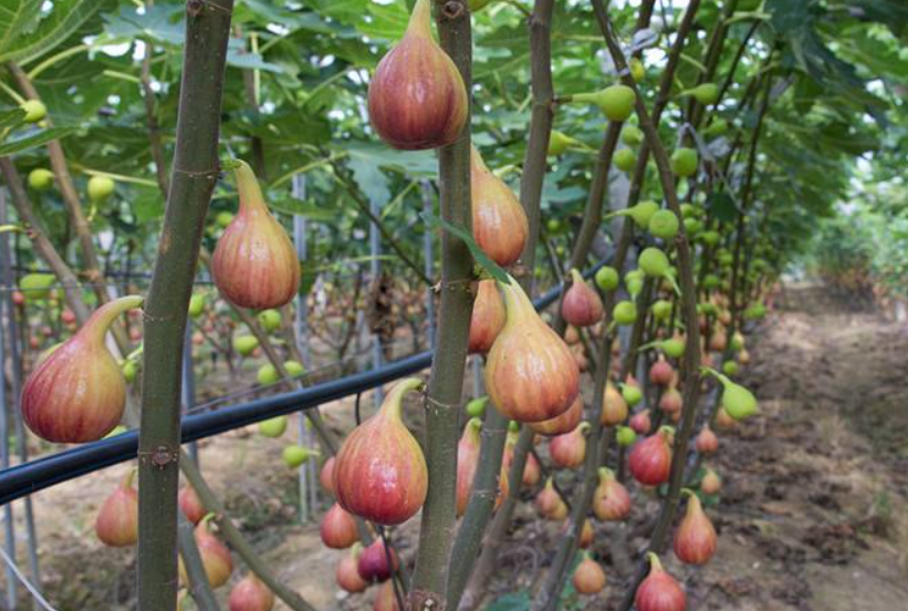 大棚无花果亩产多少斤