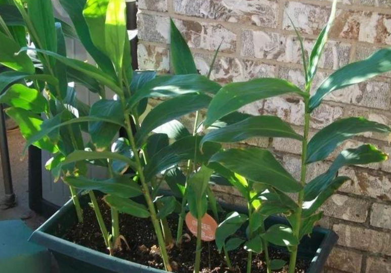 怎么在阳台花盆种姜