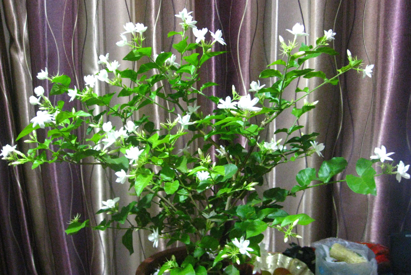 盆栽茉莉花如何养护